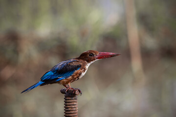 White-throated Kingfisher close up shot (Animal Portrait)