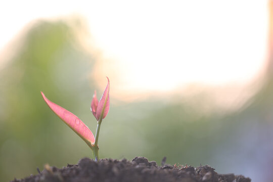 Closeup of Java apple sprout growing
