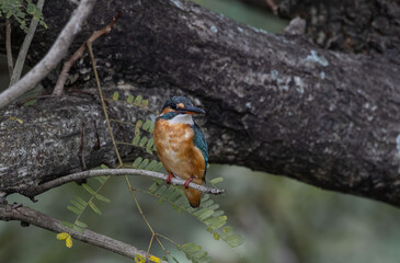 Common Kingfisher on the branch tree.