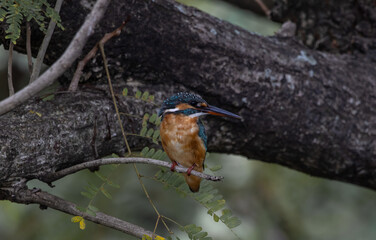 Common Kingfisher on the branch tree.