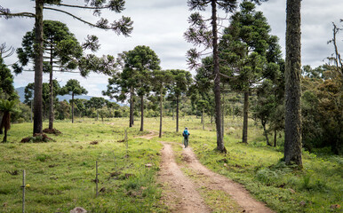 Obraz premium Trail through the tall and beautiful pines of Araucária Angustifolia with Man walking with backpack