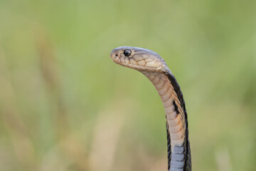  Monocled Cobra on the ground Animal portriat.