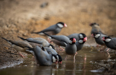 Java sparrow on the ground (Animal Portait)