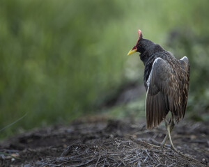 Watercock on the ground ( Animal Portrait )