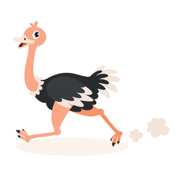 Cartoon Drawing Of An Ostrich