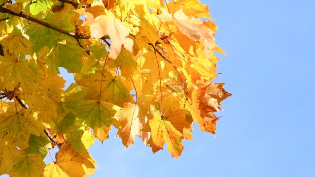 view to the treetop of a maple tree with autumnal painted, yellow leaves 