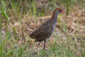 Slaty-breasted Rail on the ground close up shot.