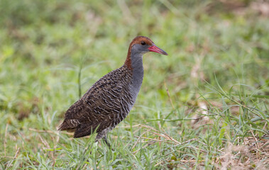 pheasant in the field