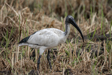 Black-headed ibis on the ground ( Animal Portrait )
