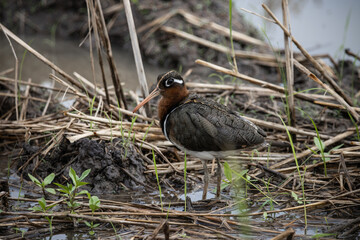 greater painted-snipe on the ground ( Animal Portrait )