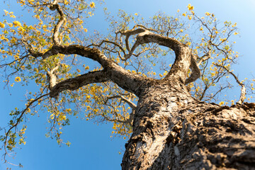 Yellow Ipê tree trunk with flowers