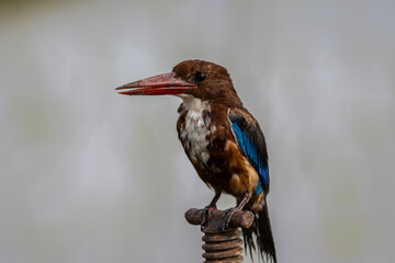 White-throated Kingfisher close up shot (Animal Portrait)
