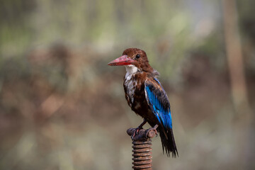 White-throated Kingfisher close up shot (Animal Portrait)