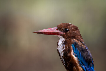 White-throated Kingfisher close up shot (Animal Portrait)