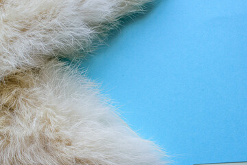 white fur texture blue background