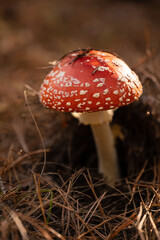 Close up on toxic and hallucinogen mushroom Fly Agaric in their natural habitats