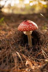Close up on toxic and hallucinogen mushroom Fly Agaric in their natural habitats