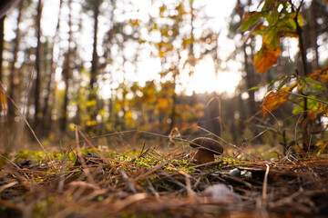 The Polish mushroom in the autumn forest 