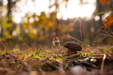 The Polish mushroom in the autumn forest 