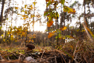 The Polish mushroom in the autumn forest 
