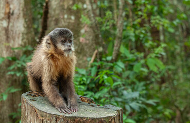 Macaco Prego Sentado em Tronco Observando, Poços de Caldas - MG