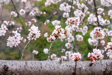 満開の桜アップ