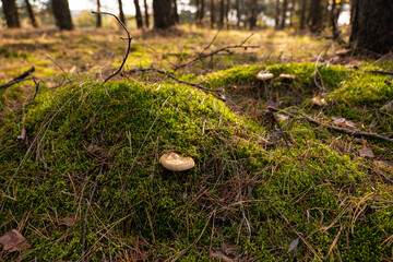 poisonous mushrooms in the pine forest