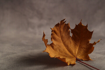 dry autumn brown leaf of Canadian maple on a gray background