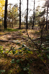 Pine forest, autumn. Sunset, Magical fairytale forest. Coniferous forest covered of green moss. Mystic atmosphere