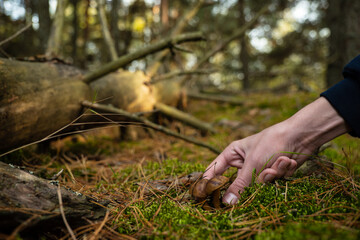 The Polish mushroom in the autumn forest 