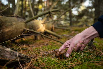 Obraz premium Mushrooms picking. Polish mushroom in autumn forest. Season of gathering mushrooms