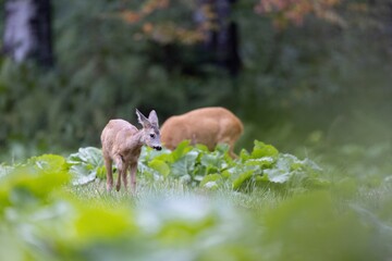 sarna © Pawel