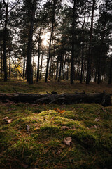 Pine forest, autumn. Sunset, Magical fairytale forest. Coniferous forest covered of green moss. Mystic atmosphere