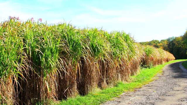 switch grass in autumnal colors