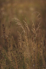 Fototapeta premium Grass in the field on sunset, golden hour field