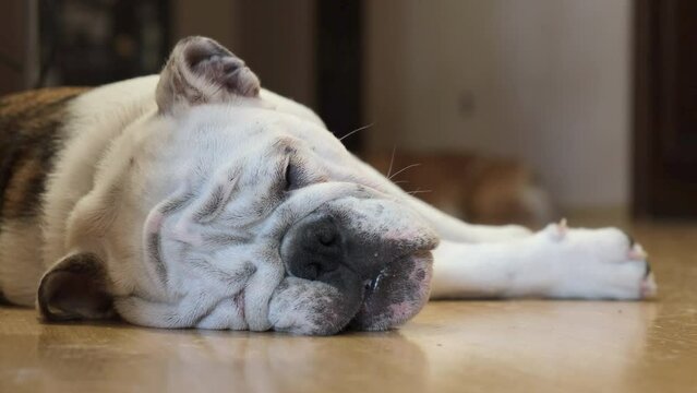 English bulldog sleeps on the floor at home. The concept of pets and home comfort. 4k