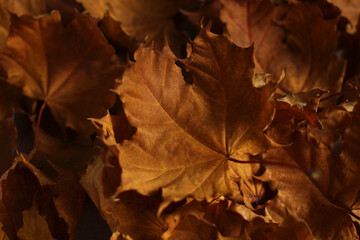 dry autumn brown leaves of Canadian maple close-up