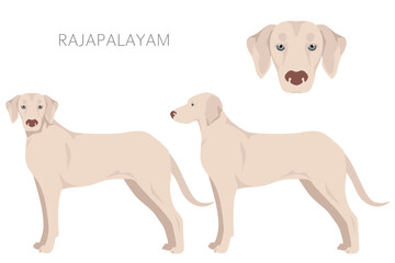 Fototapeta premium Rajapalayam clipart. All coat colors set. All dog breeds characteristics infographic