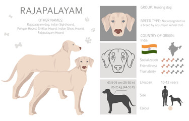 Rajapalayam clipart. All coat colors set.  All dog breeds characteristics infographic