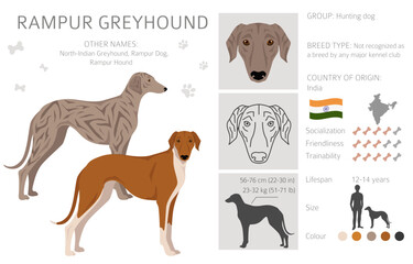 Rampur Greyhound clipart. All coat colors set.  All dog breeds characteristics infographic