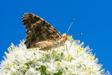Butterfly on blossom flower in green nature..