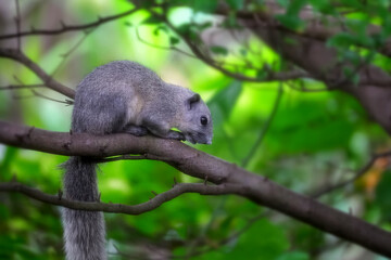out of focus and blurred with noise reduction, Squirrel resting on branch tree.