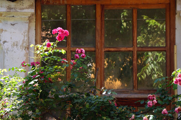 Pink rose bush and old rustic building with large window.