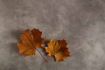 dry autumn brown leaf of Canadian maple on a gray background