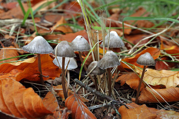 Undetermined grey-black small mushrooms on a forest floor with brown leaves in autumn - obrazy, fototapety, plakaty