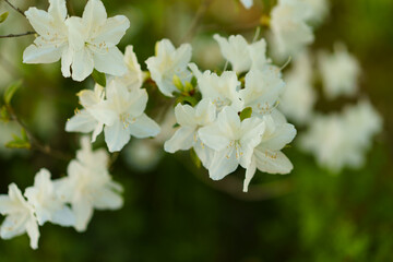 beautiful flowers on a green meadow