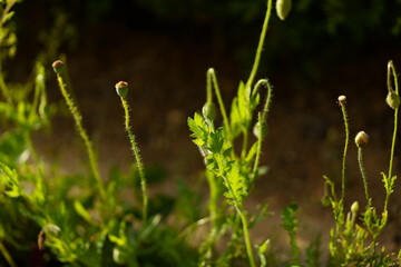 beautiful flowers on a green meadow