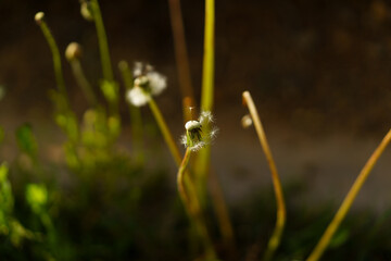 beautiful flowers on a green meadow