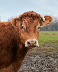 Head shot portrait of brown Limousin cow