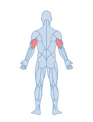 Male muscle anatomy concept. Back view. Body of man with highlighted triceps for arm extension. Design element for sports poster. Cartoon flat vector illustration isolated on white background